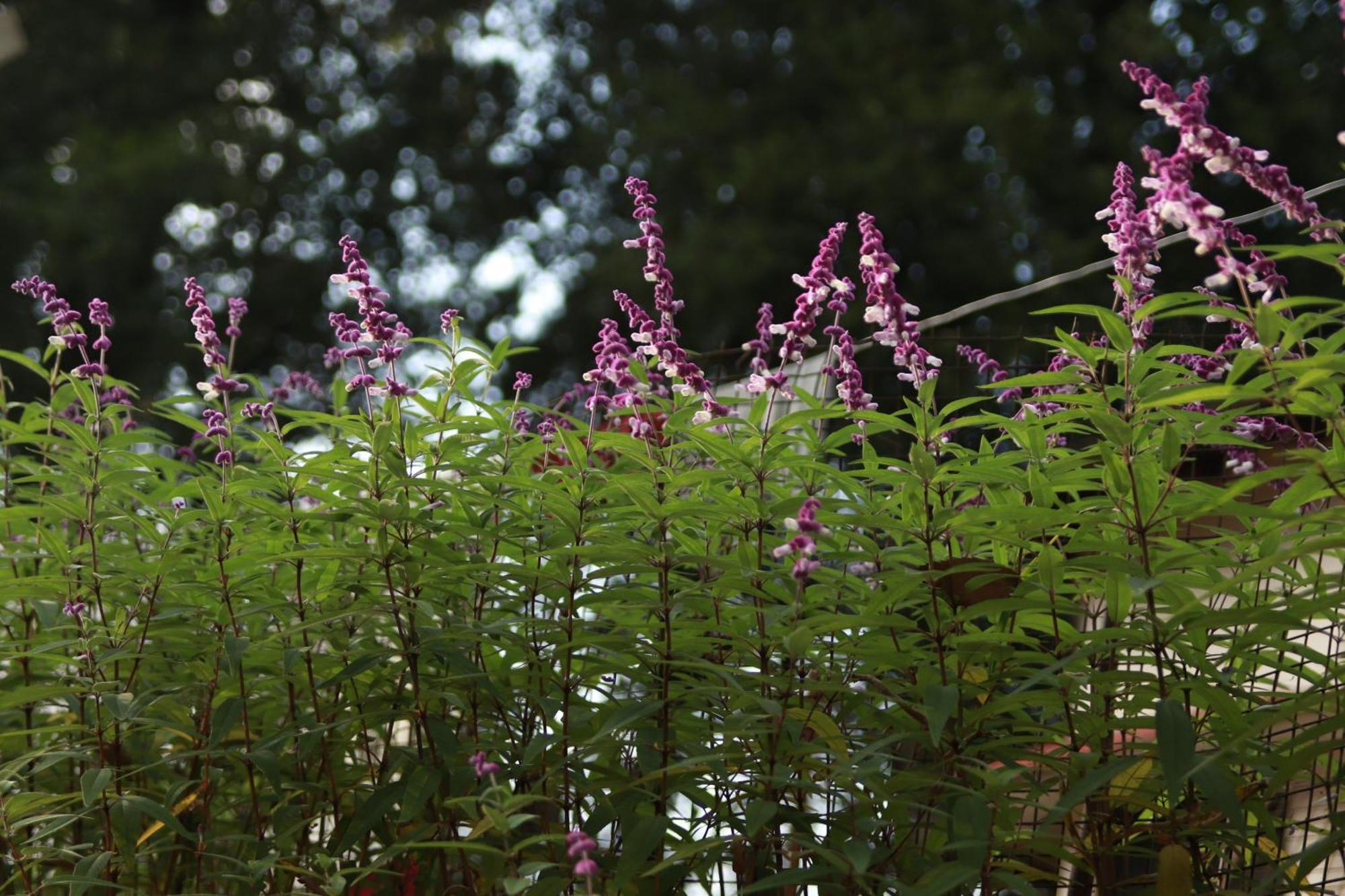 Simba Jungle Lodge, Binsar Wildlife Sanctuary エクステリア 写真